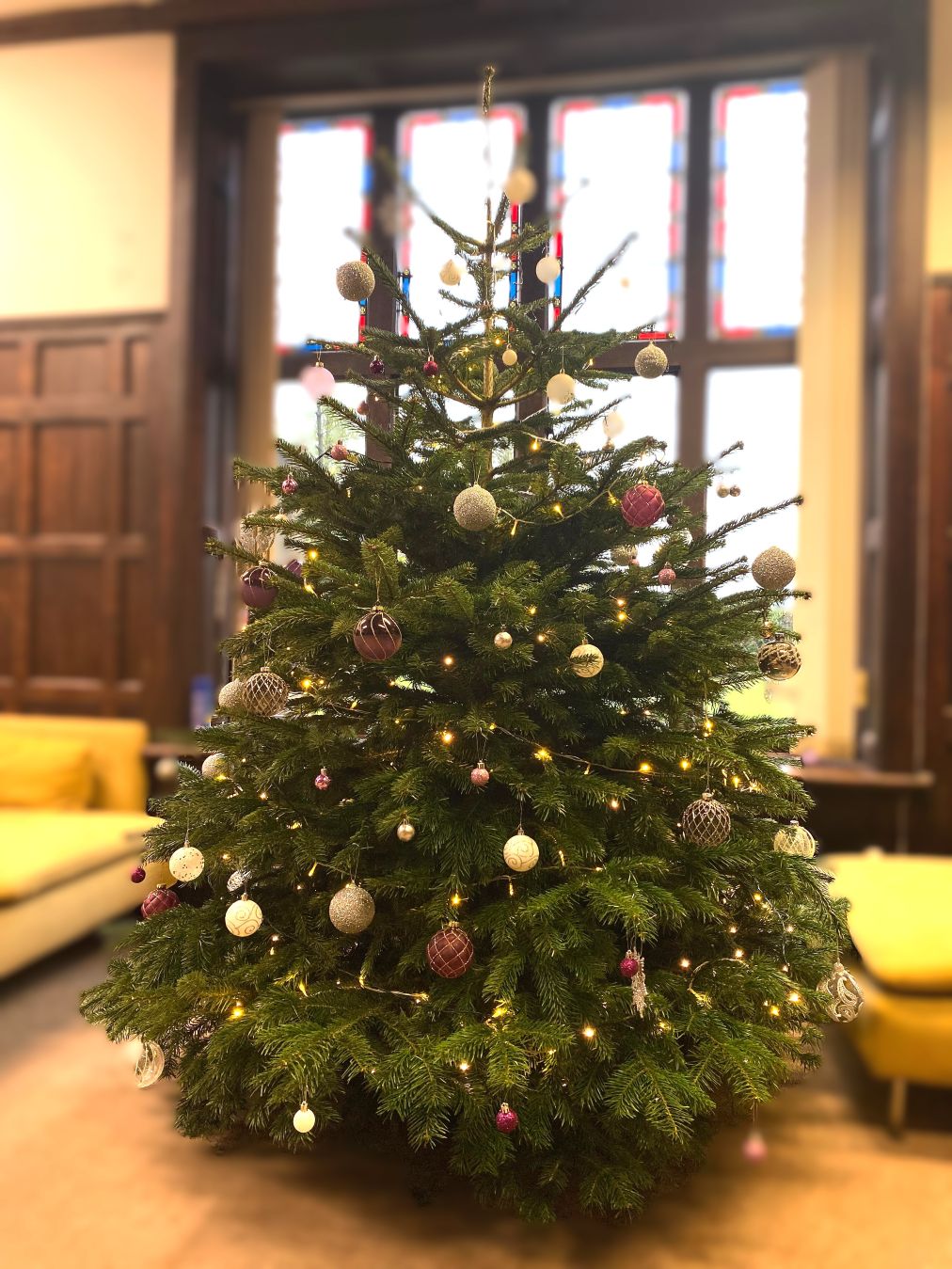 sansaw estate christmas trees