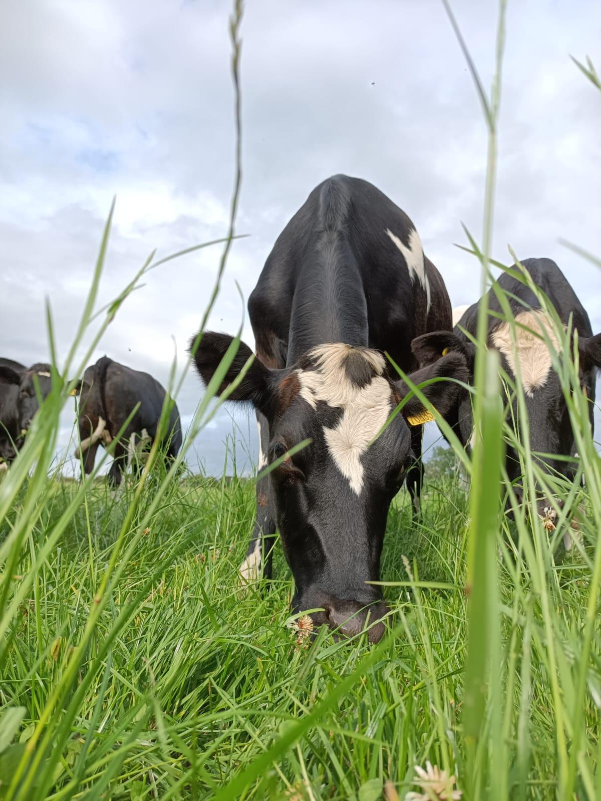 sansaw dairy cow eating grass Hadnall shropshire