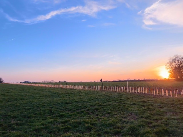 sansaw estate hedgerows 