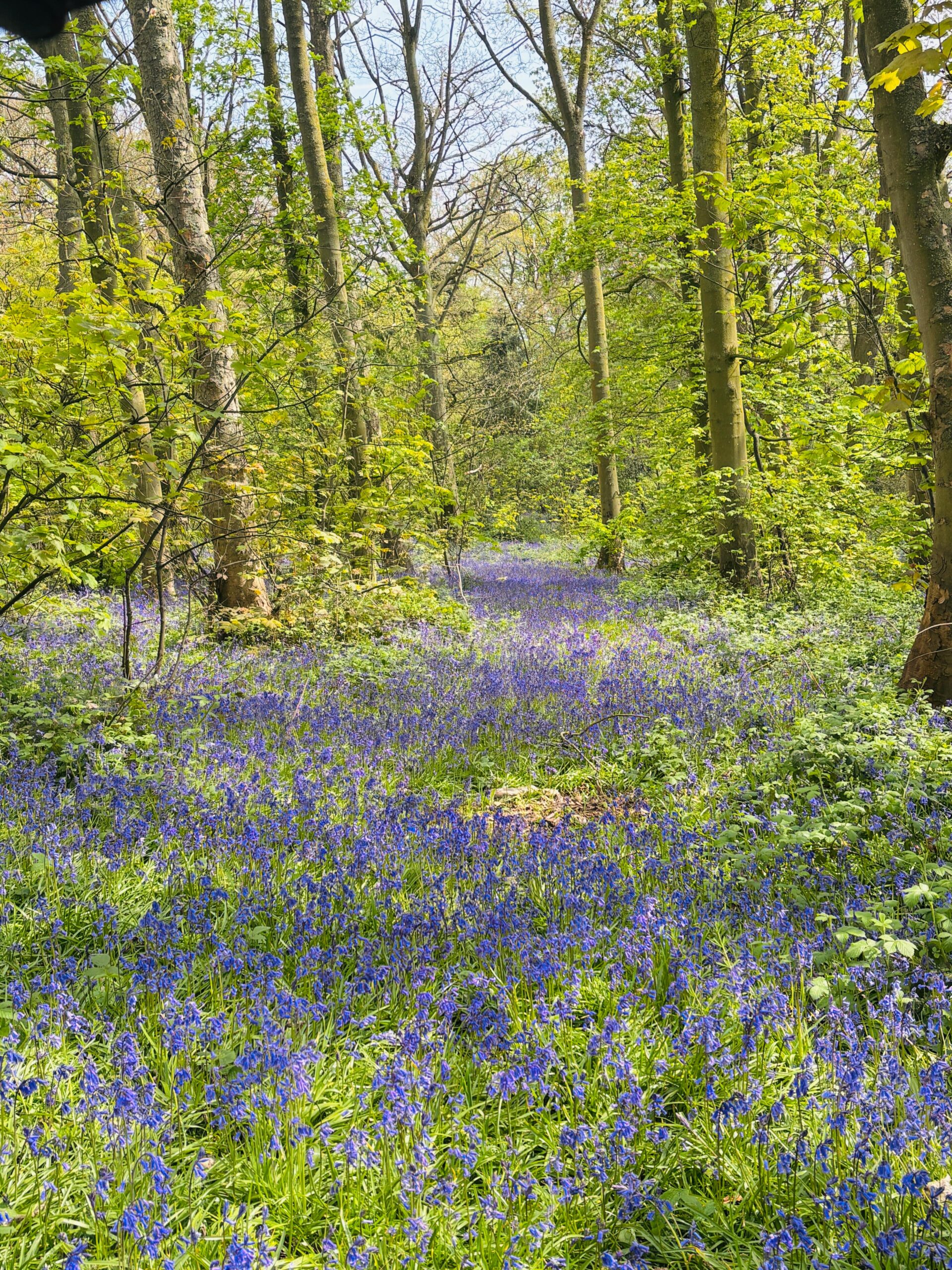 sansaw estate bluebells in spring 